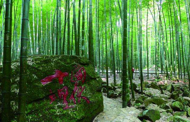 重庆：茶山竹海风光旖旎