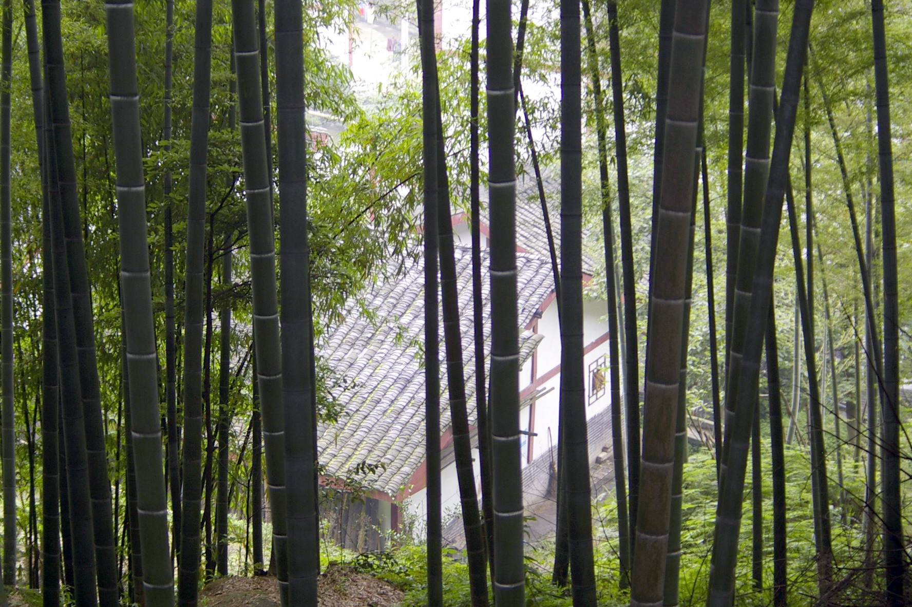 重庆：茶山竹海风光旖旎