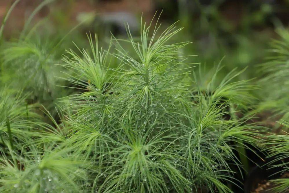 国家医保局统一规范产科类医疗服务价格项目