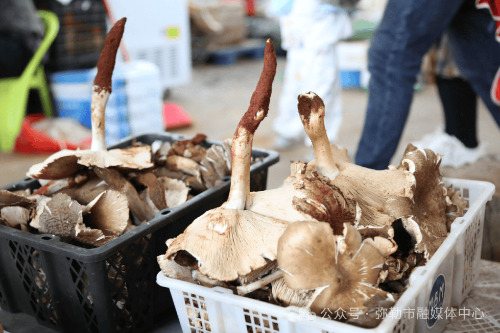 云南野生菌大量上市