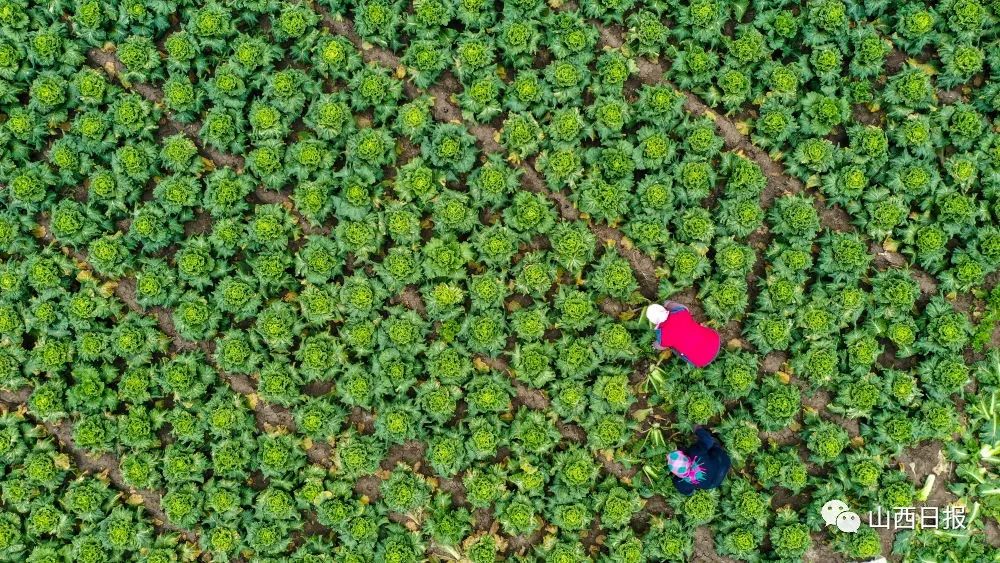 江西践行大农业观、大食物观—— 扛稳“米袋子” 拎好“菜篮子” 鼓起“钱袋子”