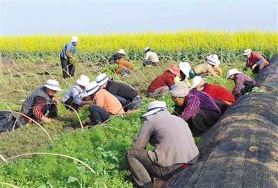 龙脊梯田农事忙