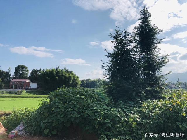 夏日“俏”游乡村