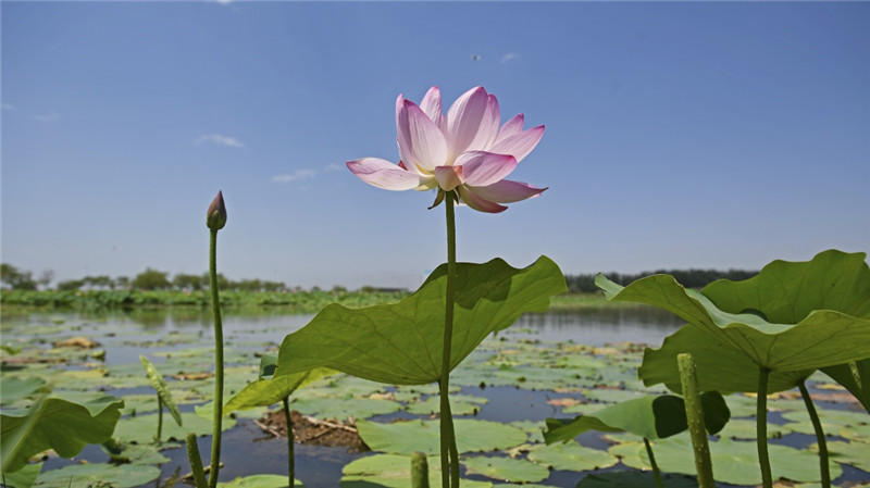 盛夏时节荷花香