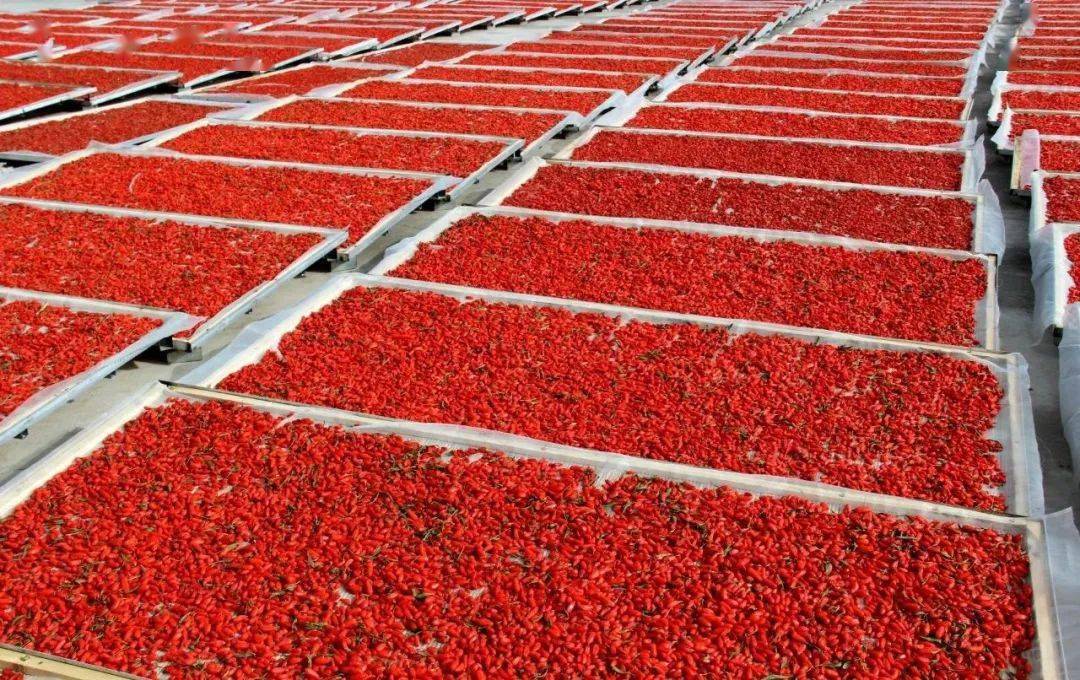 小小枸杞让中国西北荒漠“披绿生金”