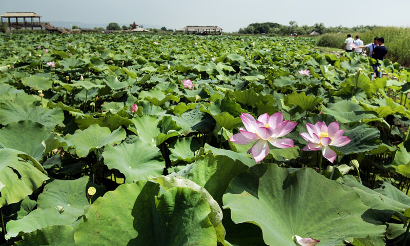 甘肃庆阳: 黄土高坡遇荷花,莲开夏日香四溢