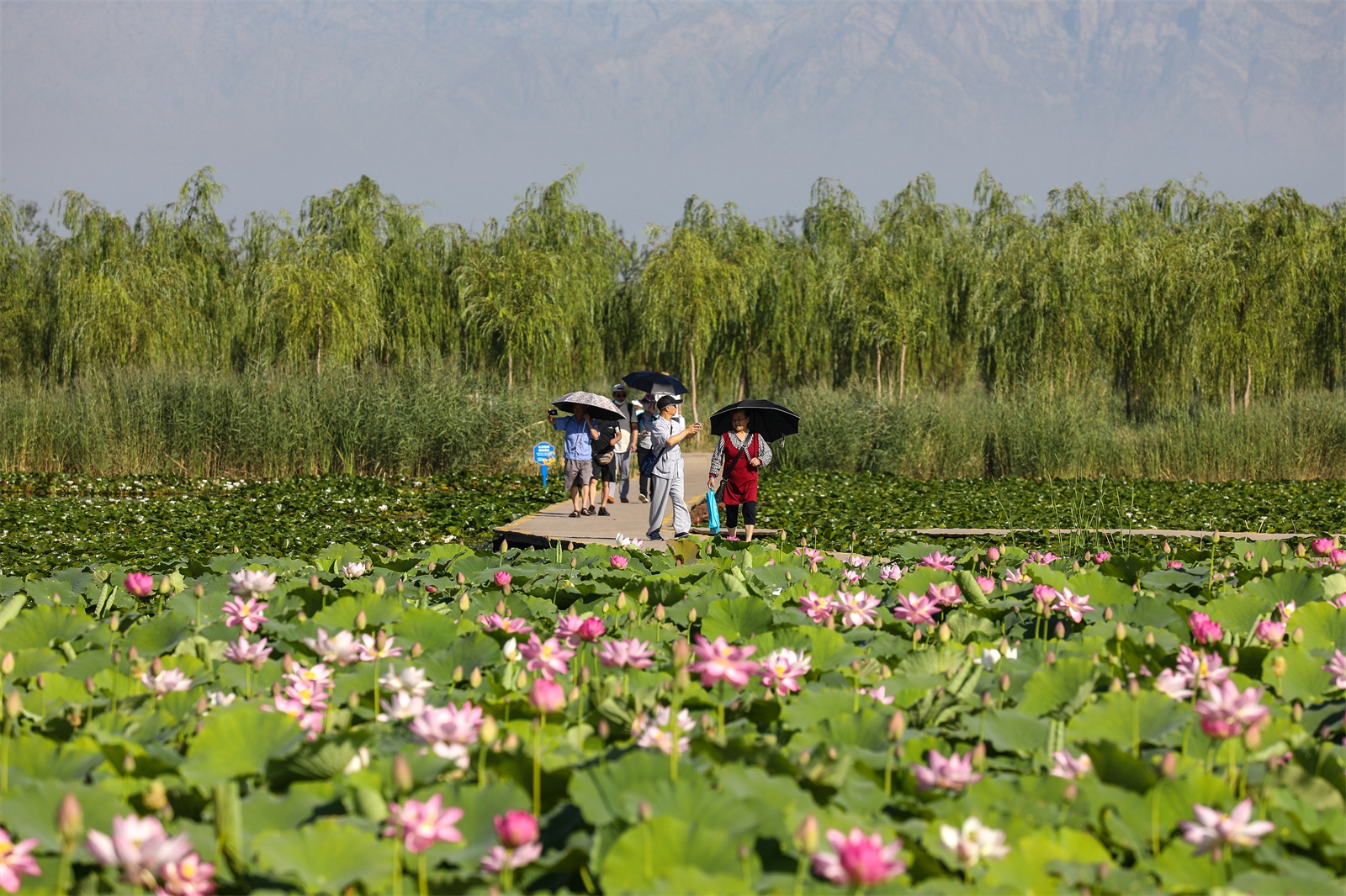 甘肃庆阳: 黄土高坡遇荷花,莲开夏日香四溢