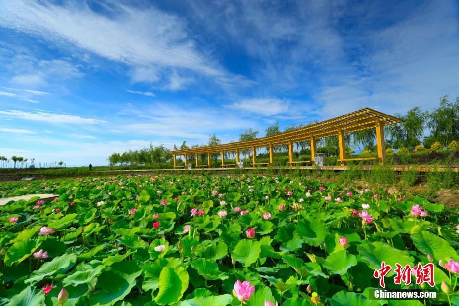 甘肃庆阳: 黄土高坡遇荷花,莲开夏日香四溢