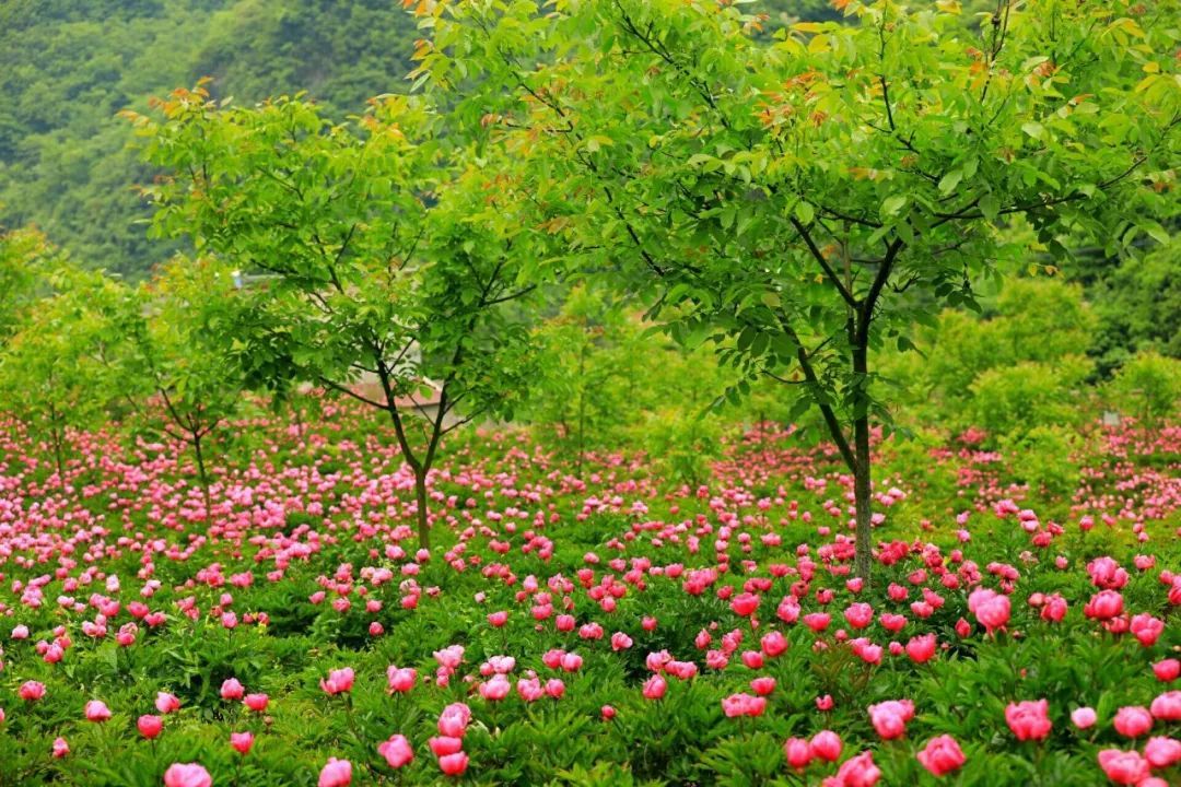 畅游花海