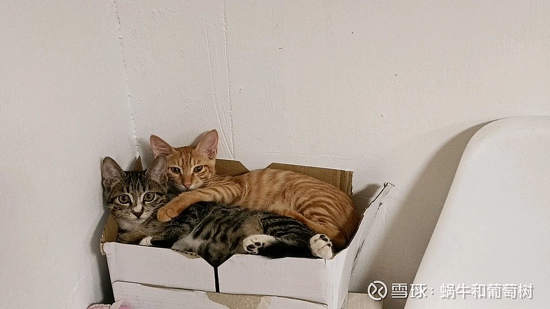 如果踏空，还能买什么？