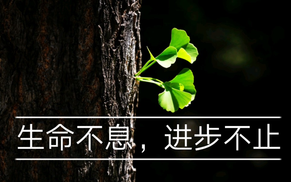 学习不止 进步不息