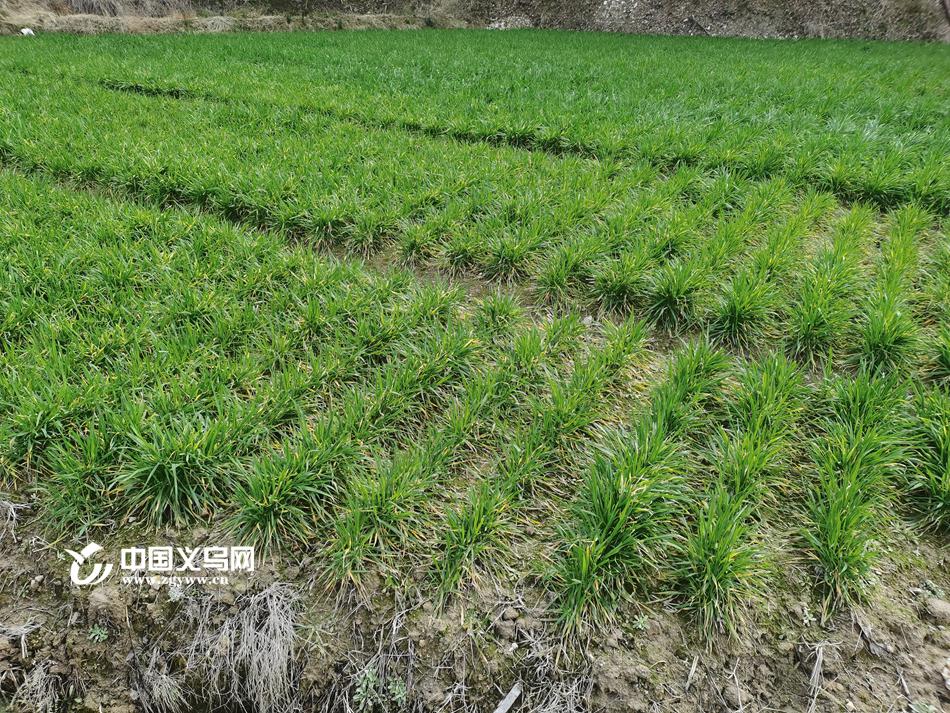 布局“春播”行情正当时,摩根90天持有期债券型基金正在发行中