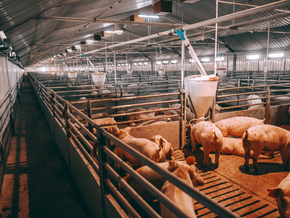 猪价“跌跌不休”,生猪养殖业陷入全面亏损,畜牧养殖ETF(516670)近7个交易日获资金连续净流入近1.5亿元